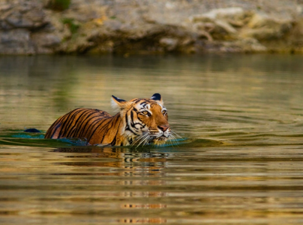 Best places to see wildlife in India
