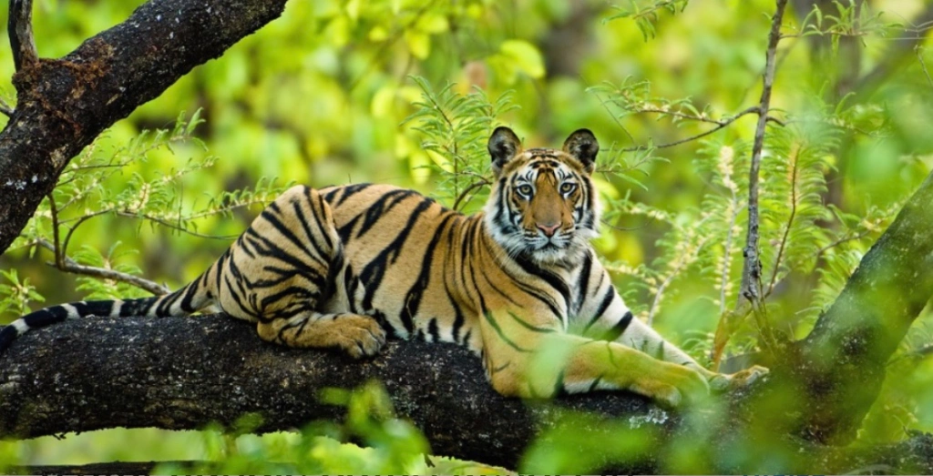 Best places to see wildlife in India