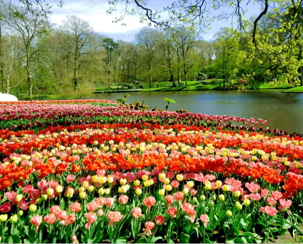 Best places to stay to see tulips in Holland