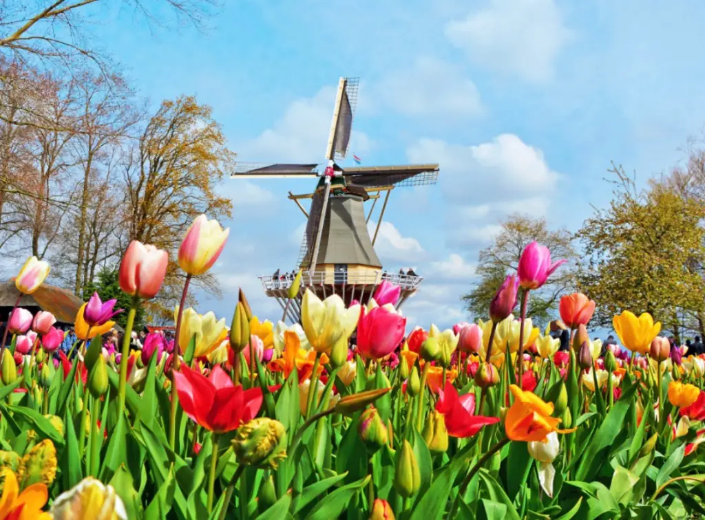 Best time to visit Holland for tulips