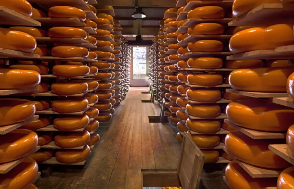 Dutch tradition Gouda cheese