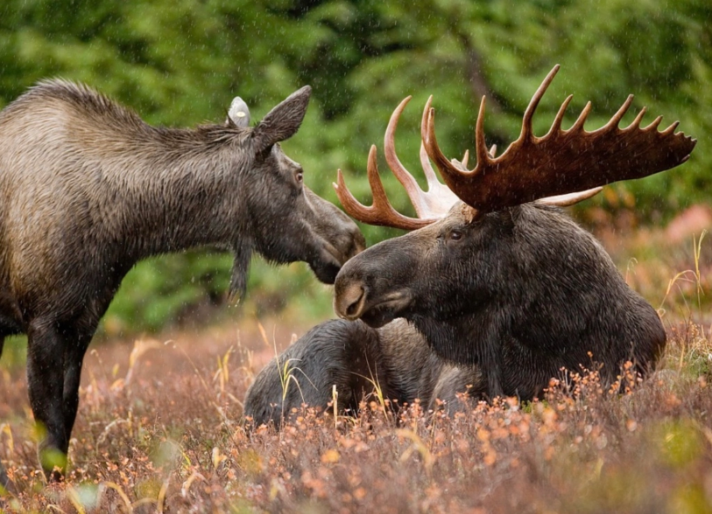Best place to see moose in Rocky Mountain national park