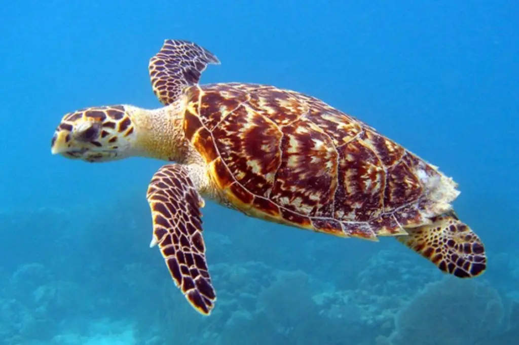Best place to see turtles in Maui