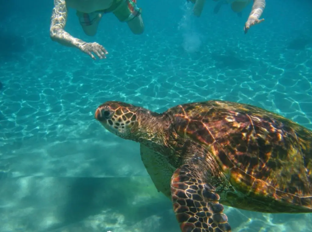 Best place to see turtles in Maui