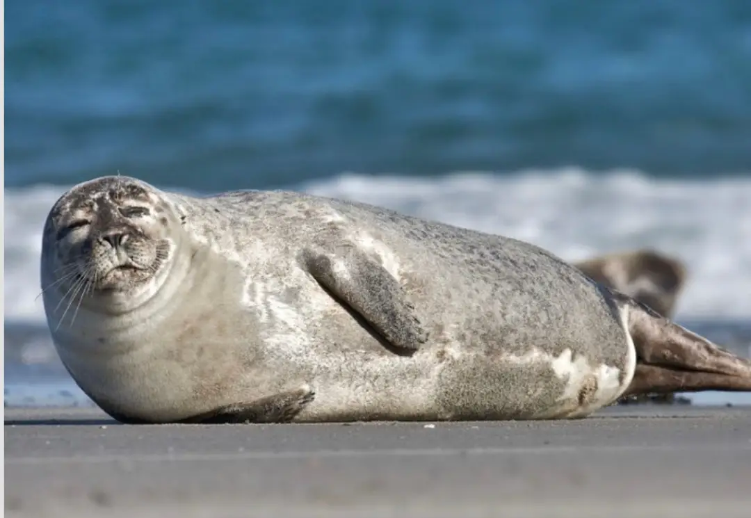 Best places to see seals on Cape Cod