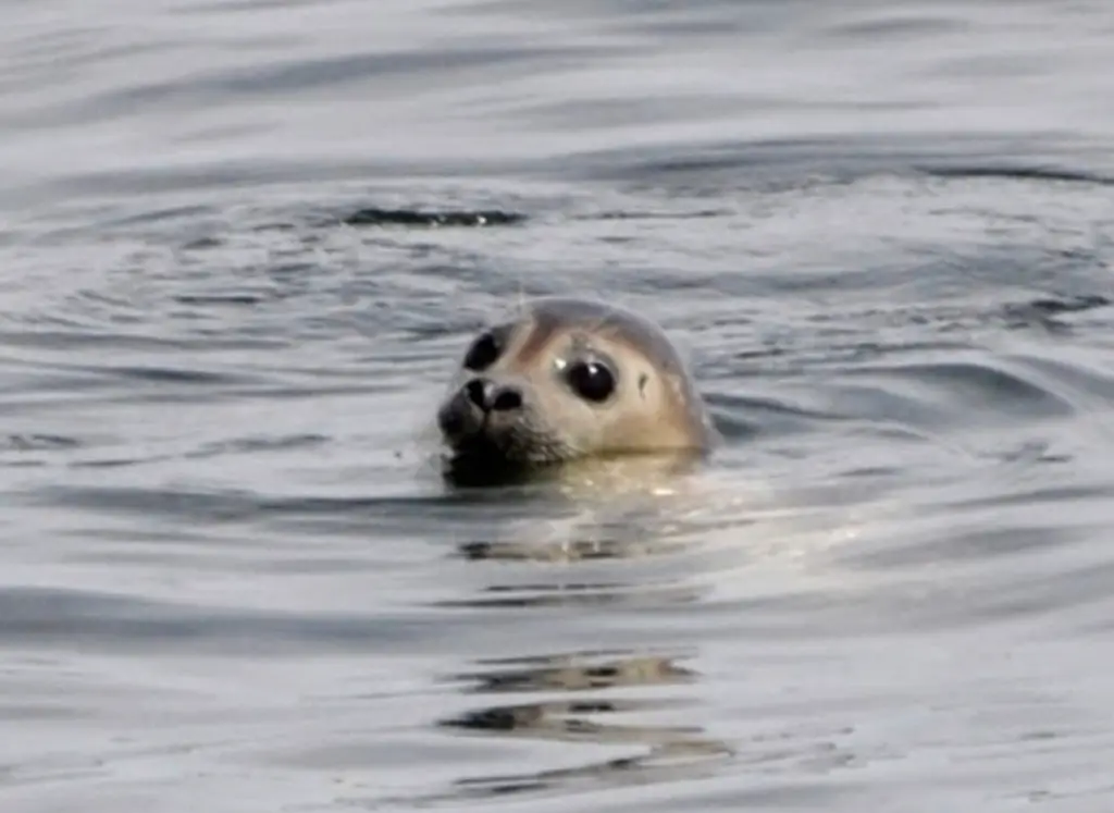 Best places to see seals on Cape Cod
