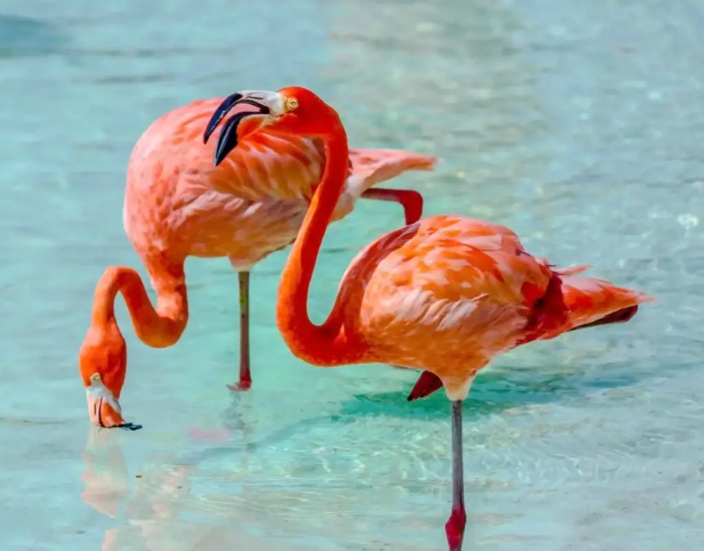 Best place to see flamingos in Florida