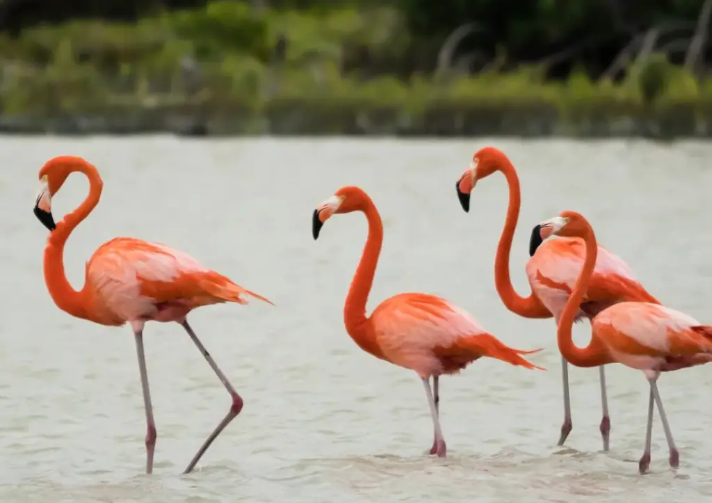 Best place to see flamingos in Florida