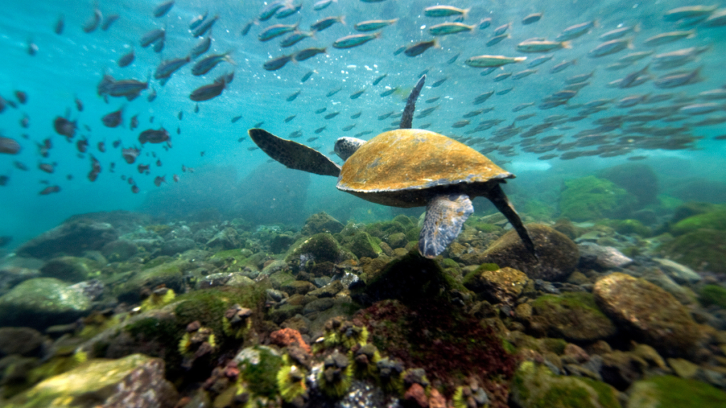 Best Galapagos tours for Seniors