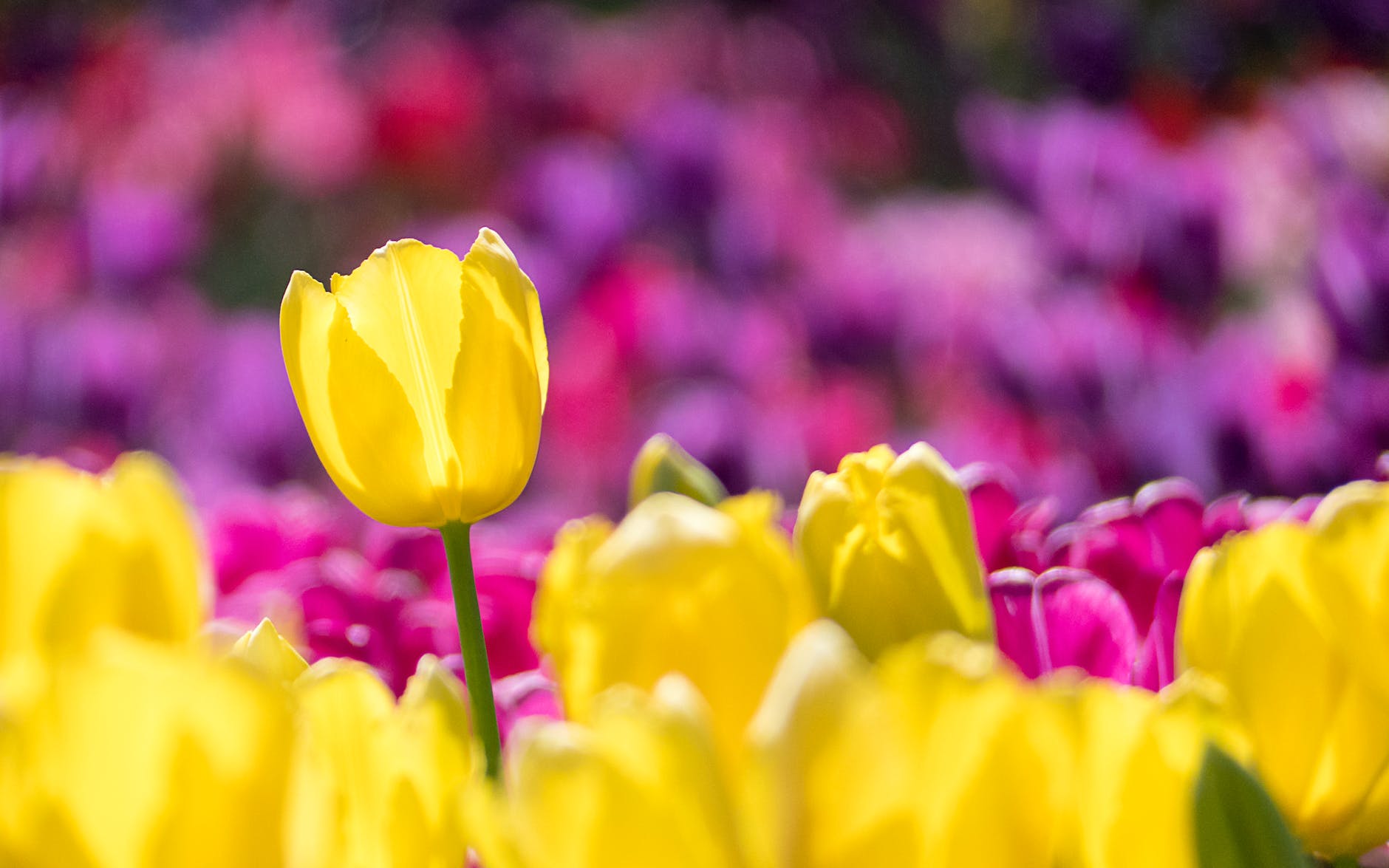 Where to stay for Holland Tulip festival