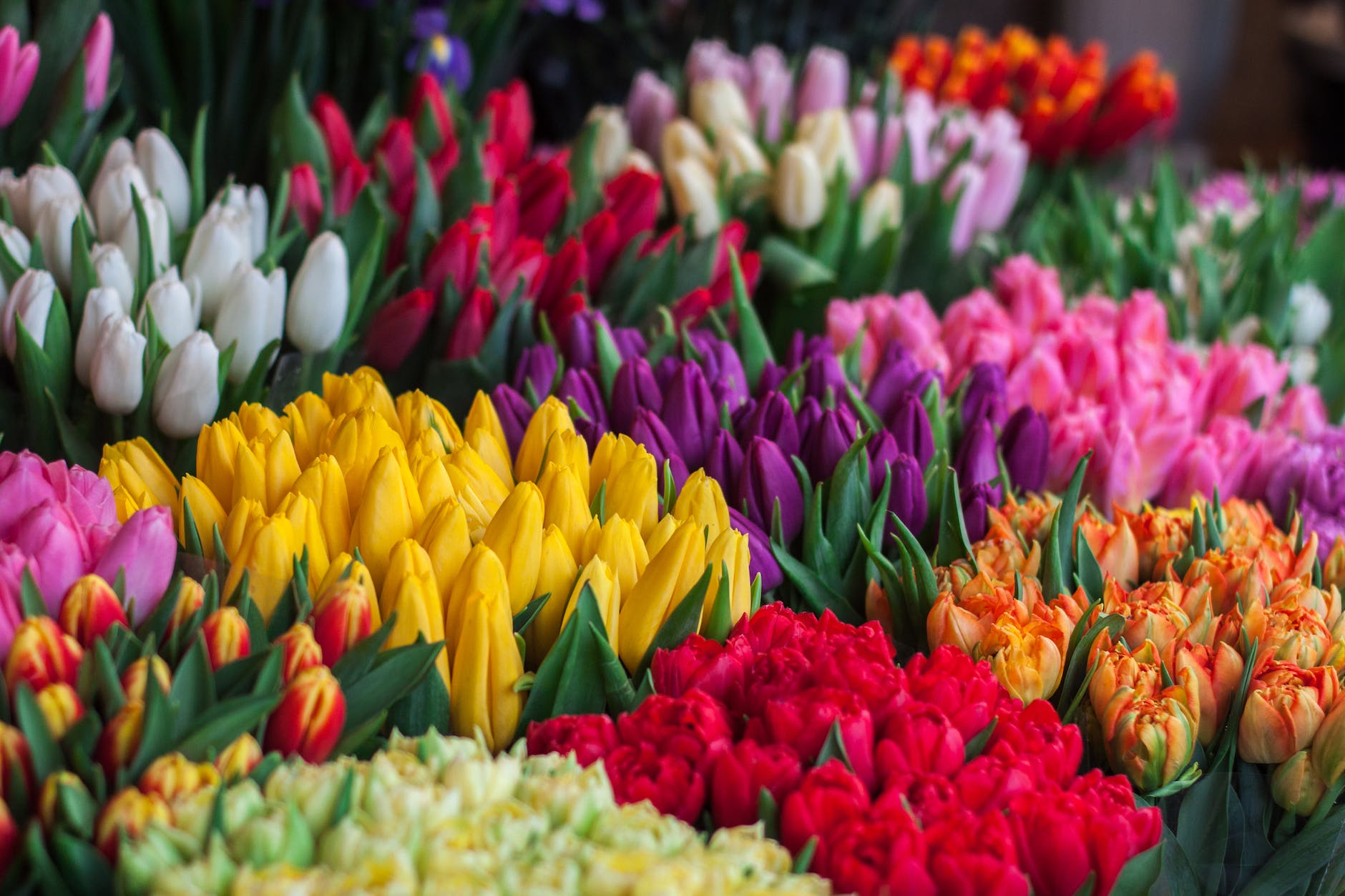 Where to stay for Holland Tulip festival