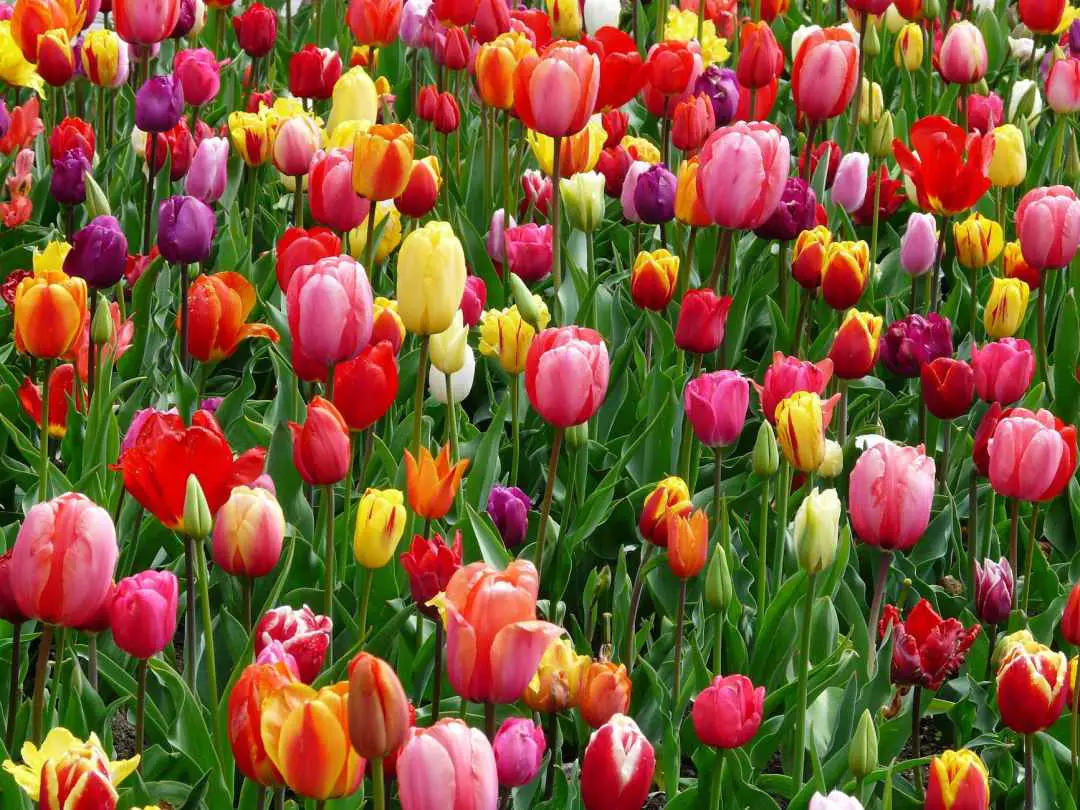 where to stay for holland tulip festival